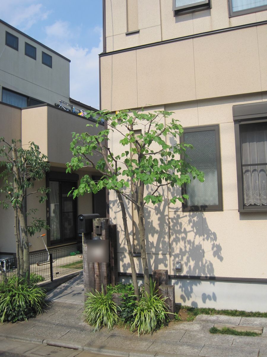 剪定後：すっきりと整い玄関が明るくなった様子