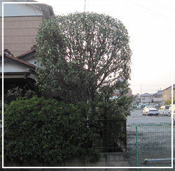 キンモクセイの剪定