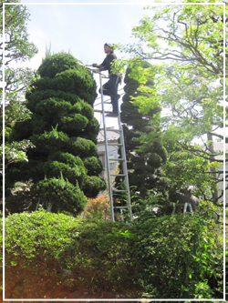 高い場所での刈り込み作業